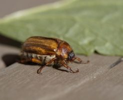 コガネムシ 駆除 トラップ 作り方 効果